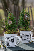 Zuckerhutfichte 'Conica' (Picea glauca) in Tassen bepflanzt mit Weihnachtsschmuck auf Gartentisch