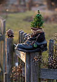 Alter Bergschuh mit Zuckerhutfichte bepflanzt am Zaun, Rustikale Weihnachtsdeko