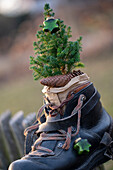 Alter Bergschuh mit Zuckerhutfichte bepflanzt am Zaun, Rustikale Weihnachtsdeko