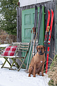 Sitzplatz im winterlichen Garten vor Hütte mit alten Skiern und Hund
