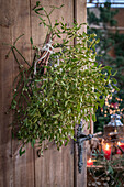 Hanging mistletoe with cinnamon stick on rustic wooden door