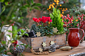 Alpenveilchen (Cyclamen) und Scheinzypresse (Chamaecyparis) in Holzkiste dekoriert mit Zapfen, Sterne, Weihnachtsschmuck