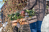 Frau trägt bepflanzte Obstkiste mit Christrosen (Helleborus niger), dekoriert mit Eicheln aus Metall und echten Kieferzapfen im Garten