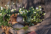 Frau trägt bepflanzte Obstkiste mit Christrosen (Helleborus niger), dekoriert mit Tannenzweigen, Eicheln aus Metall und echten Kieferzapfen