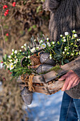 Frau trägt bepflanzte Obstkiste mit Christrosen (Helleborus niger), dekoriert mit Tannenzweigen, Eicheln aus Metall und echten Kieferzapfen