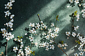 Kirschblütenzweige (Prunus) auf tiefgrünem Betonhintergrund im Frühling