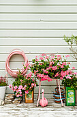 Pink flowers and pink garden hose on house wall