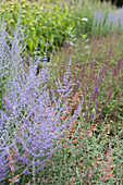 Duftnessel 'Firebird' (Agastache), Perowskien 'Blue Spire' (Perovskia)