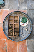 Tray with planter, scissors and succulent on patio tiles