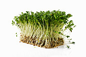 Microgreens of coriander on propagation material