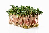 Radish sprouts on propagation material