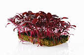 Red amaranth sprouts on propagation material