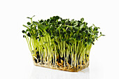 Sprouted sunflower seeds isolated on white. The concept of healthy eating and growing greens at home