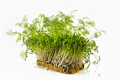 Sprouted fennel seeds isolated on white. The concept of healthy eating and growing greens at home
