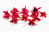 Essbare rote Fuchsienblüten