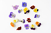 Edible colourful pansy flowers