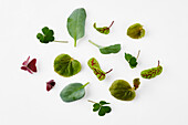 Leaflets of various microgreens and cotyledons on a white background