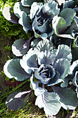 Red cabbage in the garden bed