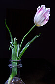 Weiße Tulpe (Tulipa) mit lila Streifen in Glasvase vor dunklem Hintergrund