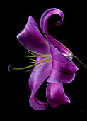 Lilafarbene Gloriosa (Gloriosa superba) Blüte vor schwarzem Hintergrund