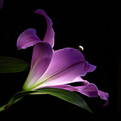 Pinke Lilie (Lilium) in Nahaufnahme vor dunklem Hintergrund