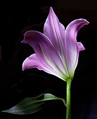 Lilie (Lilium) mit weichen rosa Farbverläufen im sanften Licht