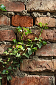 Ivy plant (Hedera) on an old red brick wall