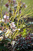 Helleborus ericsmithii (dahinter Gelber Hartriegel/Cornus sericae Flaviramea )