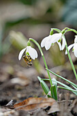 Snowdrop (Galanthus) with bee at the flower, close-up