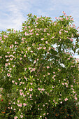 Chitalpa tashkentensis 'Pink Dawn' im sommerlichen Garten