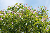 Chitalpa (Chitalpa tashkentensis) mit rosafarbenen Blüten