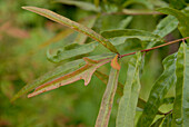 Nahaufnahme der Blätter der Weideiche (Quercus phellos)