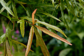 Nahaufnahme der Blätter des Willow-Eichenbaums (Quercus phellos)