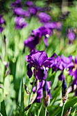 Lila Schwertlilien (Iris) im sonnigen Frühlingsgarten