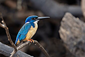 Half-collared kingfisher perching on branch