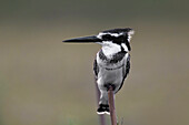 Pied kingfisher perching on twig
