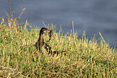 Reed cormorant with fish in bill