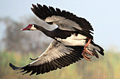 Spur-winged goose in flight