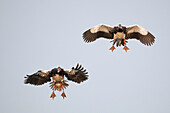 Spur-winged geese in flight