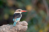Striped kingfisher perching on rock