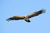 White-backed vulture in flight
