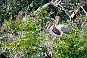 Yellow-billed storks