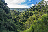 Tropical rainforest in Sierra Madre del Sur, Mexico