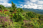 Tropical rainforest in Sierra Madre del Sur, Mexico