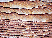 Fossil ripple marks