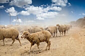 Flock of Merino sheep