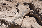 Dinosaur bone fossils