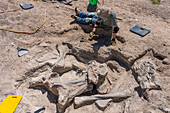 Scientist excavating dinosaur bone fossils