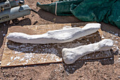 Dinosaur fossil encased in plaster