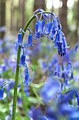 Common bluebell (Hyacinthoides non-scriptus) flowers